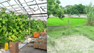 Samastipur Agriculture University के वैज्ञानिक किसान को वैकल्पिक फसल की सलाह देते हुए