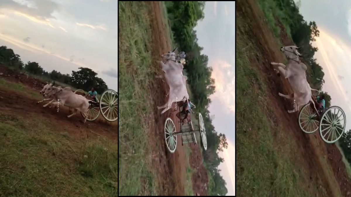 Stunt On Bullock Cart Viral Video – बैलगाड़ी पर युवक का खतरनाक स्टंट करते हुए वायरल वीडियो का दृश्य