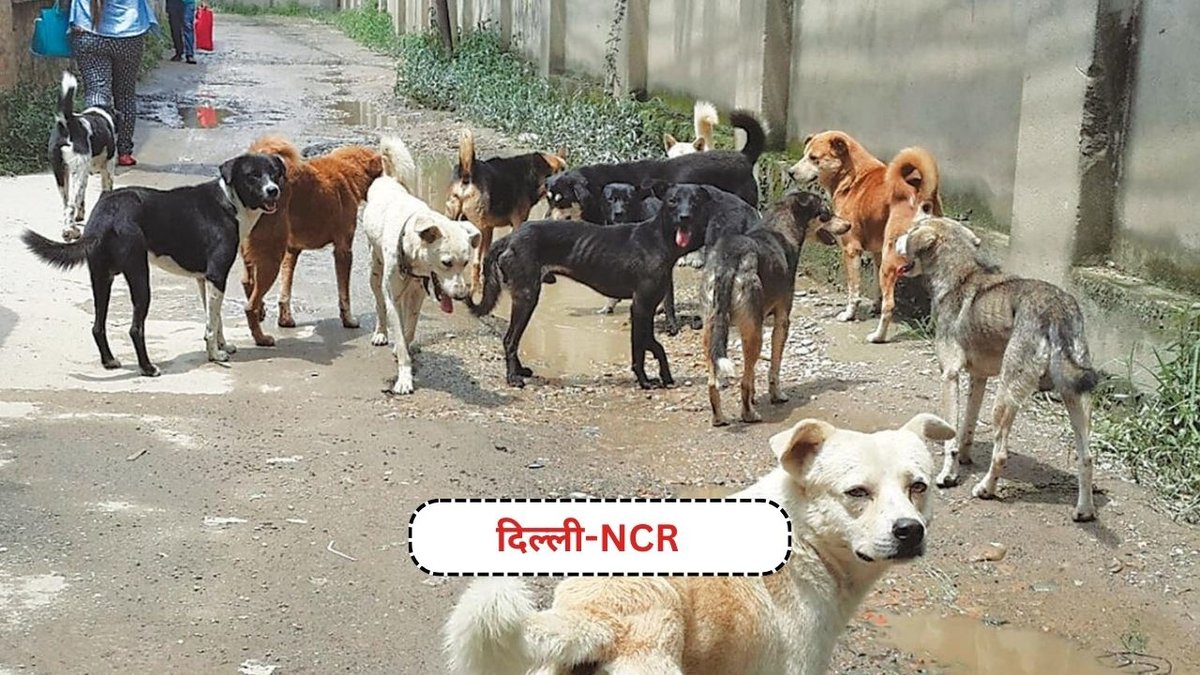 दिल्ली-NCR में आवारा कुत्तों पर कार्रवाई के लिए सुप्रीम कोर्ट का आदेश