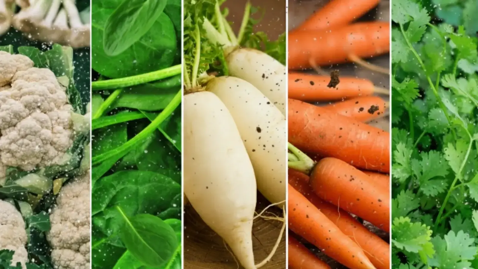 October Vegetable Farming Profit – अक्टूबर में पालक, गाजर, मूली, धनिया और गोभी की खेती से किसानों को बड़ा मुनाफा